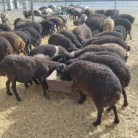 بره،شیشک،قوچ|حیوانات مزرعه|جوادآباد, |دیوار