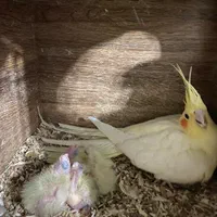 تخم نطفه دار عروس هلندی آلبینو دوکت تکخال پروانه|پرنده|تهران, نیروی هوایی (پیروزی)|دیوار