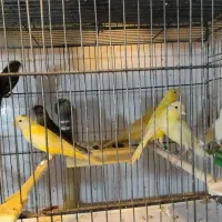 قناری|پرنده|کرج, چهارصد دستگاه|دیوار