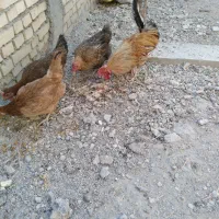 مرغ