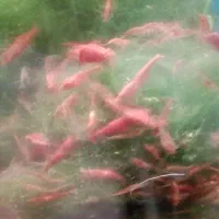 میگوی ردچری و ماهی فایتر ماده