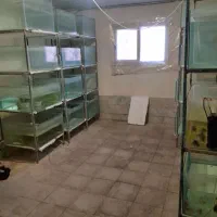 اکواریوم سالنی|ماهی|تهران, افسریه جنوبی|دیوار