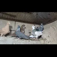 تعدا10کبوتربهبهانی عالی