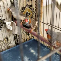 فنج کینگ|پرنده|تهران, سعیدآباد|دیوار