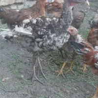 بوقلمون ۳ عدد
