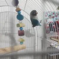 فروش کوتوله برزیلی نر ابی نیمه دستی
