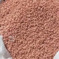 بذر گندم دیم باران وآذر 2