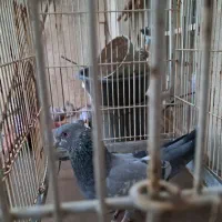 کبوتر|پرنده|شیراز, سایت اداری|دیوار