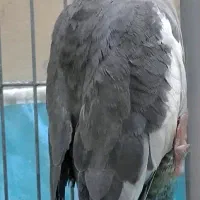 عروس هلندی