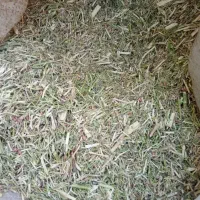 خار دانه دار نرم|لوازم جانبی حیوانات|تربت جام, جامرود|دیوار