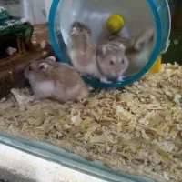 پنج تا همستر با مزه|موش و خرگوش|ارومیه, |دیوار