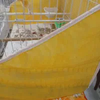 قناری|پرنده|مشهد, نظام دوست|دیوار