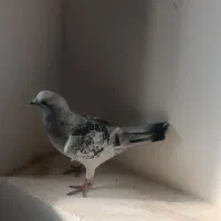 کبوتر شامی|پرنده|چابهار, |دیوار