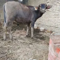 گاومیش