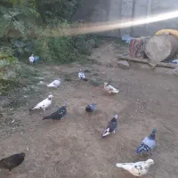 کبوتر|پرنده|گرمی, |دیوار