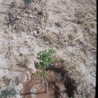 زمین-ویلایی-در-اهر