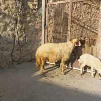 شک قوچ کردی