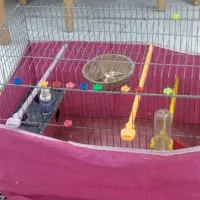 قفس پرنده|لوازم جانبی حیوانات|شیراز, شهرک مفتح|دیوار