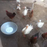 فروش غوغاز محلی