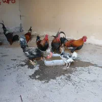 خروس عربی|حیوانات مزرعه|باوی, |دیوار