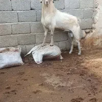 نری کهره نر مخصوص داشت وکشتن|حیوانات مزرعه|بستک, |دیوار