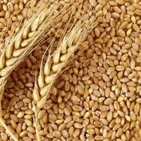 گندم بذری رقم مادری میهن