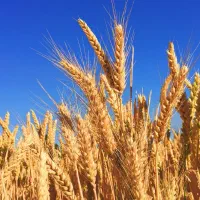 آسیاب گندم پذیرفته می شود