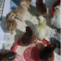 جوجه گلپایگان تضمینی