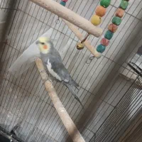 عروس هلندی|پرنده|فرخ‌شهر, |دیوار