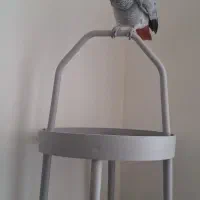 پایه پرنده/ استند پرنده/|لوازم جانبی حیوانات|تهران, گلستان (شهرک راه آهن)|دیوار