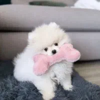 توله سگ کوچولو پامرانین خرسی|سگ|تهران, چیتگر جنوبی|دیوار