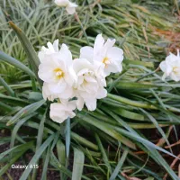 انواع گل پیاز کمیاب اماریلیس جینکو  افرا فریزیا