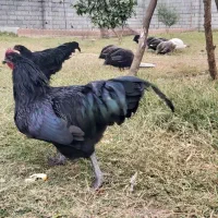 خروس نژاد استرالوپ آلمانی