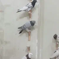 کبوتر معلقی سردار سیندار 40عدد