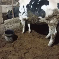 نوبر درجه یک