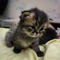 واگذاری پرشین هیماایین|گربه|زاهدان, |دیوار