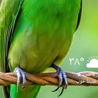 تابلو فرش دست بافت