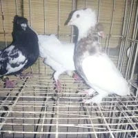 سه. کبوتر. رنگی