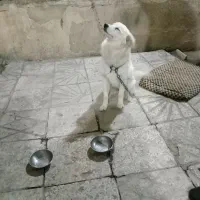 سگ خانگی