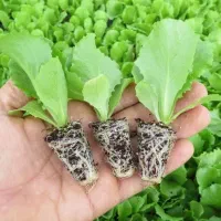 نشا کاهو و... با بهترین کیفیت