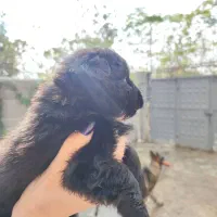 واگذاری پامرکوچولو بامزه|سگ|رشت, حومه رشت|دیوار