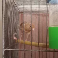 قناری نر|پرنده|هشتگرد, شهرک صبا سوله|دیوار