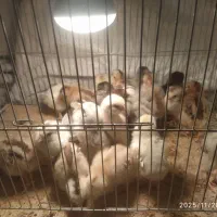 جوجه لری چند روزه|حیوانات مزرعه|شهرضا, |دیوار