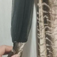 شلوار چرم شومیز پیراهن|لباس|مشهد, هفت تیر (نه دره)|دیوار