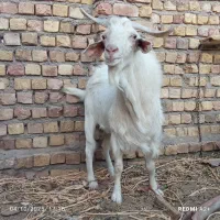 یک‌عدد‌نری‌‌|حیوانات مزرعه|رفسنجان, |دیوار