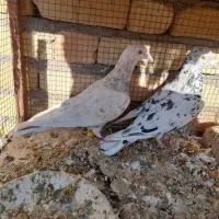 سینه ای وسرور|پرنده|لنجان, |دیوار