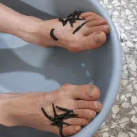 زالودرمانی از تولید به مصرف شلکا|خدمات زیبایی و سلامت|تهران, جوادیه تهرانپارس|دیوار