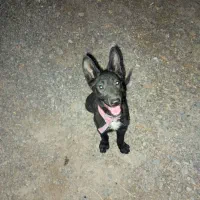 توله مالینیوز بلک