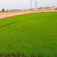 مشارکت ساخت ساز مرغداری50هزارتایی شرط اجاره|اجارهٔ دفتر صنعتی، کشاورزی، تجاری|گرگان, |دیوار