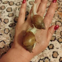 حلزون طبی آلبینو و تخم حلزون|خزنده|مشهد, هنرستان|دیوار